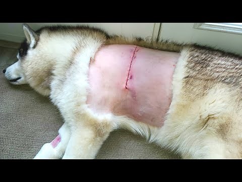Giant Lipoma surgically removed from beautiful Husky.