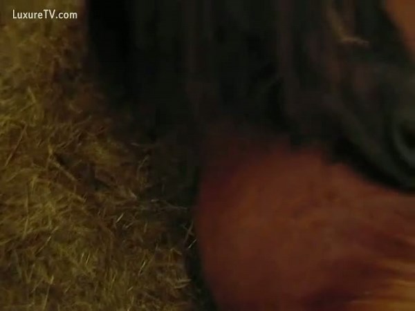 Mini horse having orgasm