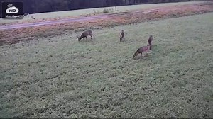 Pa.s' elk camera monitors a field on State Game Lands 311 in Elk County that is typically a hub of elk activity during the bugling season, when bull elks challenge each other for harems of cows. Read more: http://bit.ly/2Ok9J24 | PennLive.com