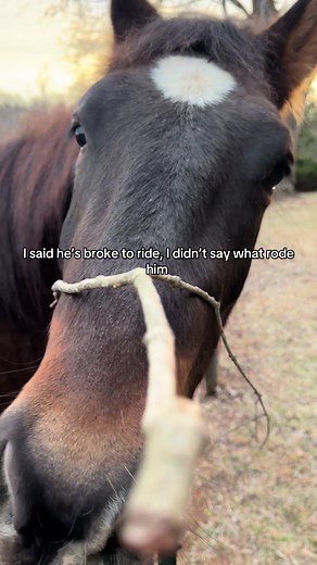 Branch bridal and branch rider is as good as we got. Mustang 🤝 nature. #mustangs #wildhorses #mustang #horsegirl #horses