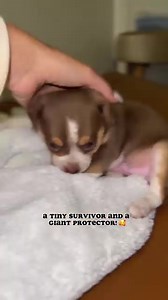 9.9K views · 66 reactions | Tiny survivor meets Giant protector! ❤️ | Dear Danes | Facebook