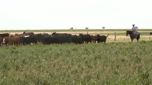 5.4K views · 33 reactions | 數 I’m a little passionate about meat. But...