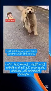 හිනාවෙන්නේ...විපතක් උනේ...😅🤣🤗🤭😳💔#dogshorts#dogvideos#love#pets#trendingshorts#vairalshorts