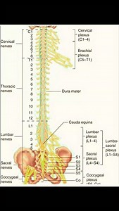 Vertebral Column #doctor #education #health #neet #biology | EDALL NEET Academy