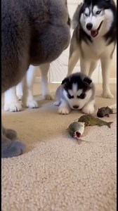 Grumpy Gray Scottish Fold “Apologizes” to a Siberian Puppy… With Head Taps and Gentle Back Pats 😂🐱🐶 #ScottishFold 🐾 #SiberianPuppy 🐶 #FunnyPets 😂 #PetFriendship 💕 | Gen fun smiles