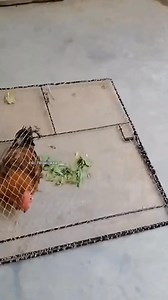 7.5K views · 40 reactions | Easy Flip Cage For Collecting Chicken Easily In Action  #Rooster #VillageLife #ChickenLover #Rural #Shorts | Tri Wijaya | Facebook