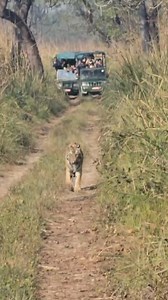 Join us at Sapana Village Lodge for an unforgettable safari through Chitwan National Park, where nature reveals its most breathtaking wonders. Enjoy the thrill of seeing iconic and charismatic wildlife,majestic tigers, elephants roaming freely, elusive leopards peeking through the foliage, and the mighty greater one-horned rhinoceros grazing in the grasslands. Every moment is filled with awe here. #Chitwan #Wildlife #Safari #Nature #Tigers #Elephants #Leopards #Rhinoceros #WildlifeNepal | Sapana