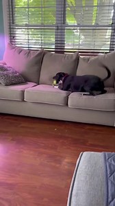 Harbor Humane on Reels