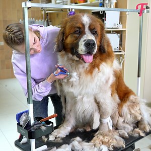 15K views · 528 reactions | A heartwarming story of pet rescue and a stunning makeover. | Tips & Tricks | Facebook