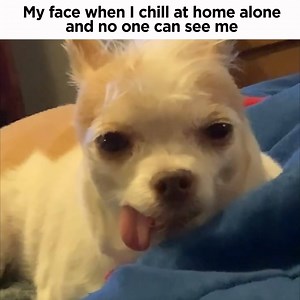 5.5K views · 38 reactions | Chillin'... | Animalistic | Facebook