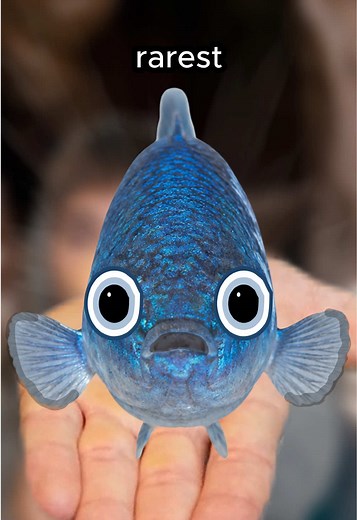 Devils Hole Pupfish: Why They Shouldn't Survive