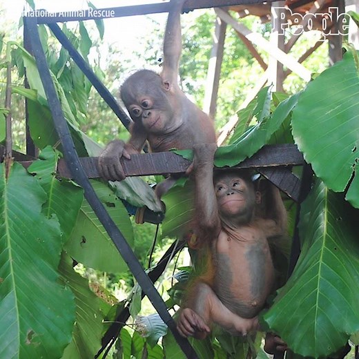 335K views · 10K reactions | Budi the Orangutan is on the road to recovery! ❤️ (via International Animal Rescue) | People | Facebook