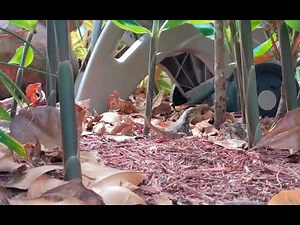Curly-Tailed Lizard Documentary