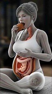 inside the uterus/Female reproductive system