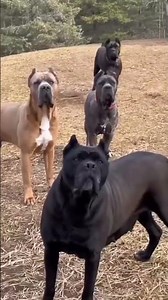 Saí de Casa e o Cachorro Já Estava Esperando! 😂 Reação Mais Engraçada do Ano!