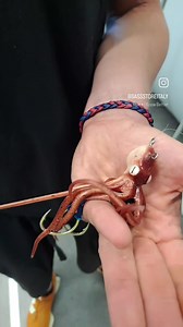 Mustad Fishing #mustadfishingitalia #Mustad #Inkvader #Octopus Mustad Inkvader Octopus, proabilmente l'esca più attesa del 2023, per alcuni aspetti RIVOLUZIONARI. Il Mustad Inkvader Octopus Jig è ideale per le tecniche verticali, ed è costruito sulla base di un polpo in plastica morbida, fedele imitazione di un vero polpo realizzato in materiale super soft in TPE. Il TPE è un tipo di materiale che oltre ad essere super morbido e donare all'esca all'artificiale un movimento identico ad un polpo v