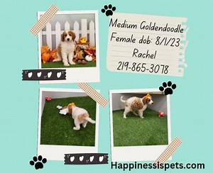 1525 Us. Hwy 41 Schererville, Indiana  219-865-3078 #caninecarecertified #puppiesofinstagram #puppiesforsale #goldendoodlepuppy #goldendoodlesofinstagram | Happiness is Pets | Facebook