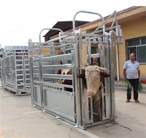 [Hot Item] Newzealand Galvanized Automatic Cattle Crush