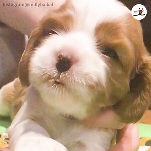 2.3K views · 292 reactions | More food please mommy~~ | PECO | Facebook