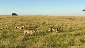 MAASAI MARA WILDLIFE & #GREATMIGRATION SAFARI TOURS: ✅ Masai Mara Reserve: https://www.naturaltoursandsafaris.com/masai-mara-kenya-safari/ ✅ Masai Mara Safari Holidays: https://www.naturaltoursandsafaris.com/masai-mara-kenya-safari/ ✅ Other Kenya Wildlife Parks: https://www.naturaltoursandsafaris.com/kenya-wildlife-parks-game-reserves-conservancies/ Masai Mara National Reserve – the densest concentration of lions in the region, the Mara is home to the Great #WildebeestMigration. This is the larg
