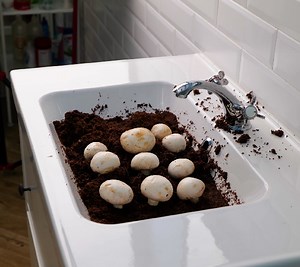 La folie des champignons ! Guide FACILE pour la culture des champignons ! | Brico Monsieur