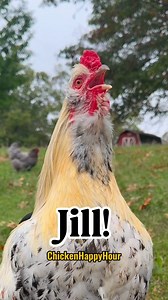 34K views · 4.1K reactions | Jill!!!! We are looking for you next?!  #jill #jily #jilly #jillian #memesdaily #comedy #chickensofinstagram #rooster #chicken #funny #chickenhappyhour Audio @borariechorar  | Chicken Happy Hour | Facebook