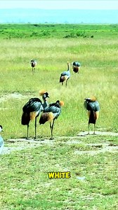 Black Crowned Crane: The Beautiful Bird | Short Animals Documentary #blackCrownedCrane #bird #animals #nature #animal #wildlife #love #pets #cute #photography #pet #dog #naturephotography #dogs #wildlifephotography #animallovers #cats #cat #petsofinstagram #animalsofinstagram #instagram #dogsofinstagram #photooftheday #art #birds #animalphotography #instagood #catsofinstagram #petstagram #puppy #zoo #bird #4kvideos #8kvideos #viral #viralvideo #fyp #foryou #reels | Morning Fairy Tale
