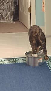 Angels Among Us Pet Rescue on Reels