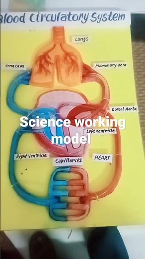 blood circulation system/science working model /heart/biology model/#science model