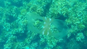 Check out this beautiful Ctenophore | Orca Wild Adventures | Facebook