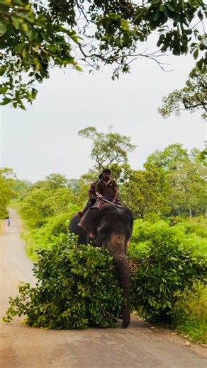 Always Bandipur is a special place to me … the land which bought me to photography journey. | Natwin Kabini Home Stay