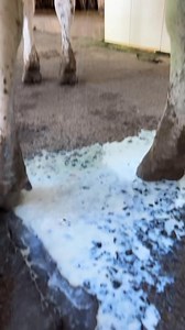 Dairy cow milking time😳 #dairyfarming #reels #cow #viral | Farming .Life