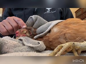 Our new precious Chick Chick, who arrived yesterday, isn’t feeling great. She needed some TLC today. She is going through a hard molt, and you can see in the video she has a really long spur (yes, hens can have spurs too). You can also tell that her left leg (on top in video) was broken at some point as it calcified and is a lot thicker than the right leg. I trimmed her spurs￼, as she is safe now and won’t need those type of weapons, and gave her a lot of love.… then a bowl of blueberries and st