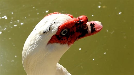 Chica Cuban Videos: Download 19+ Free 4K & HD Stock Footage Clips - Pixabay