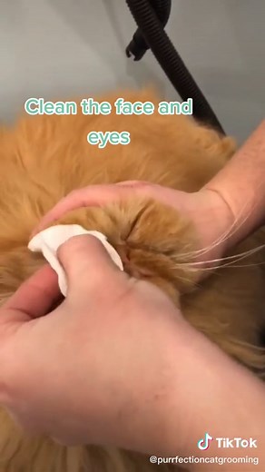 Cat Grooming at a Siberian Spa: A Day of Pampering for Your Feline Friend