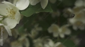 Philadelphus pubescens is species of flowering plant in hydrangea family known by common name hoary mock orange. It is native to eastern United States. It is perennial shrub. Flowers are white.