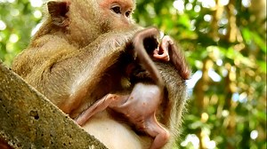 Baby monkey almost fracture when mom does like this on baby - Baby hurt when mom do like this. | Monkey Soo