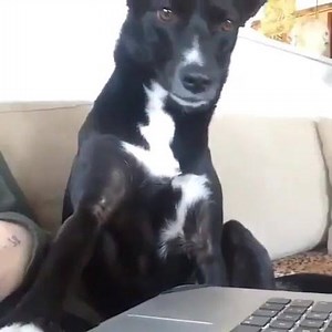 138K views · 2.6K reactions | Pls get off computer thanks hooman | Lmao Mommy | Facebook