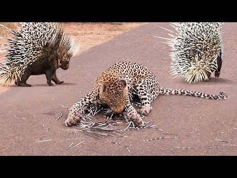 This Leopard Will Be Killed By a Porcupine