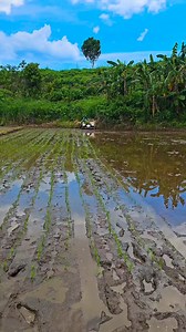 Walk-Behind Palay Transplanter, bigay ng Philippine Center for Postharvest Development and Mechanization (PHilMech) sa Sta. Barbara-Palanginan Irrigators and Farmers Association headed by Manong Joven Briones ng Brgy Sta. Barbara! 🥰 | Zambales, My Paradise: Roberto C. Briones Jr. Tv Vlog
