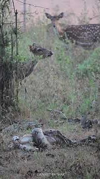 Live! Python attacks Spotted Deer - Rare sighting