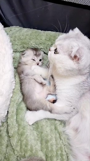 Mommy cat checks self-care homework 😄 #mommy #momcat #kitty #kitten | Cat Chloe & kittens