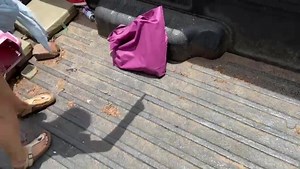 Vervet Monkey Foundation on Reels