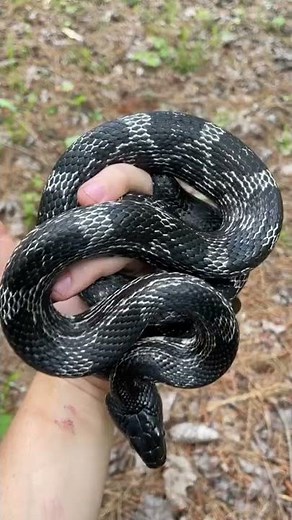 Gray Ratsnake in North Georgia!
