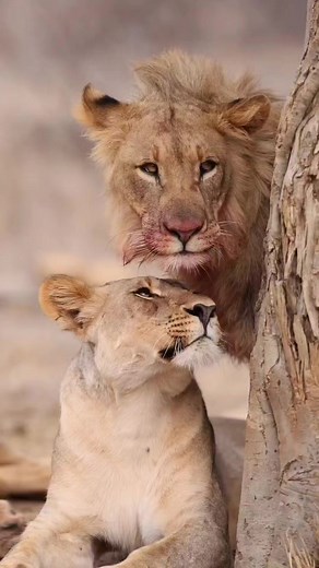 Wonderful wildlife beauty 🤎🤎🤎🤎🤎🤎🤎 | Fan 0F Photograpy