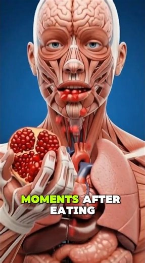 Pomegranate Effects on Your Body | 3D Medical Animation