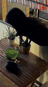 82K views · 1K reactions | El miedo y el asco de Laia y Abril: un individuo les roba la ropa interior de noche | Noticias Cuatro | Facebook