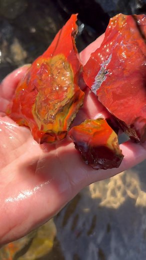 Rinsing some uncommonly beautiful common opal in a cold mountain spring. Couple of seam extraction clips in the second half of the video. Only took some small samples to remember which seams produced which colors and patterns. Lots of hard rock mining to do in order to expose them for nice clean extractions. Stuff is so crazy sharp.. my hands are still recovering 😅 I need to keep a massive pack of gloves in my truck | Marble Tulip Minerals & Lapidary