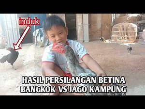Hasil persilangan ayam bangkok betina sama jantan kampung