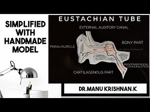 Anatomy of Eustachian tube/auditory tube and Mastoid antrum